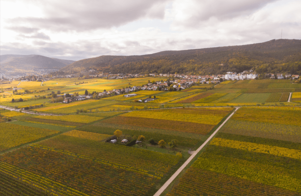 Neustadt an der Weinstrasse mit dem Ortsteil Haardt inkl. der Weinlage Herzog im Herbst